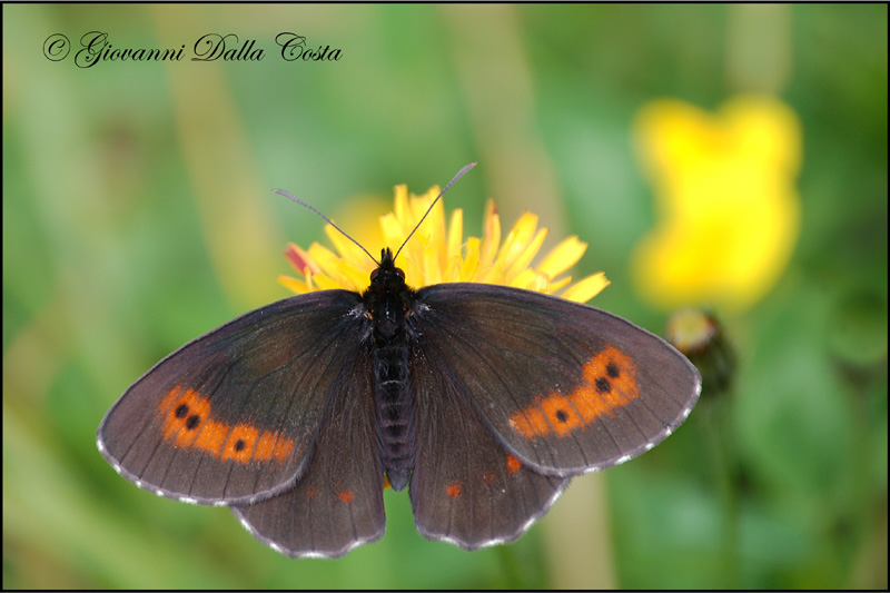 Erebia da identificare 4